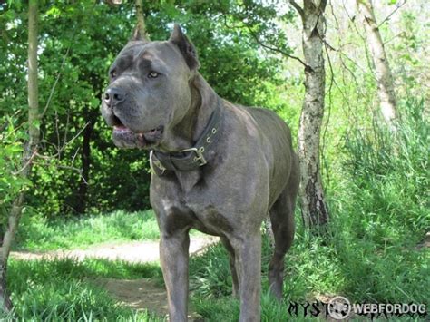 bandog prodej|Bandog